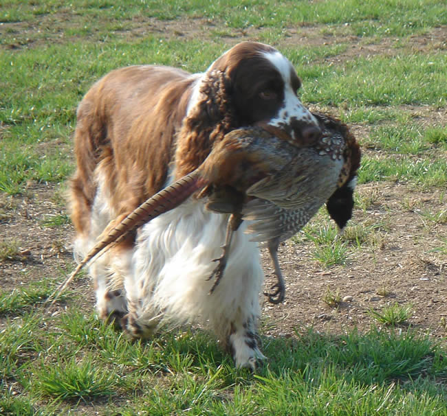 English Springer Spaniel Dogs 101