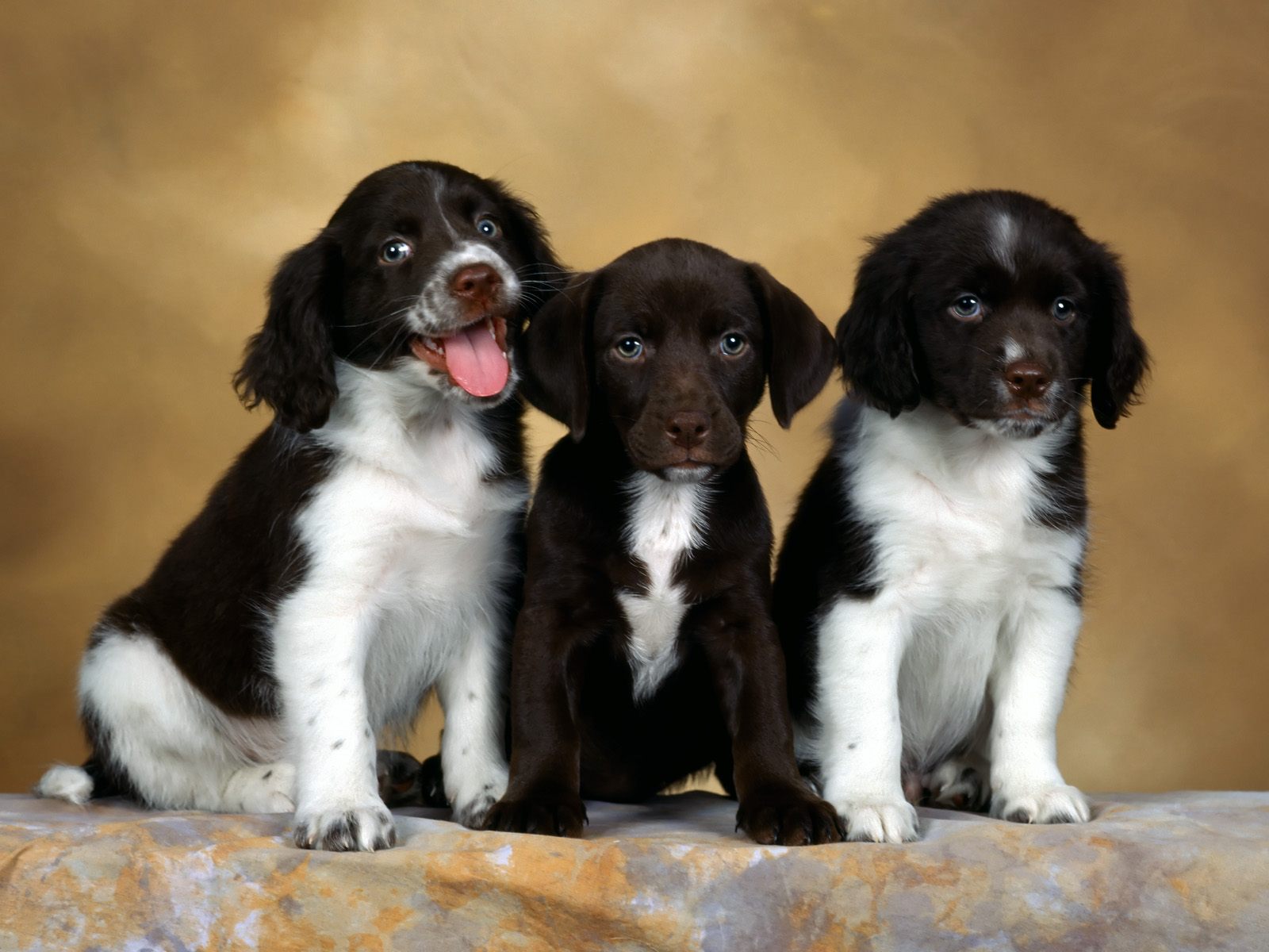 English Springer Spaniel Dogs 101