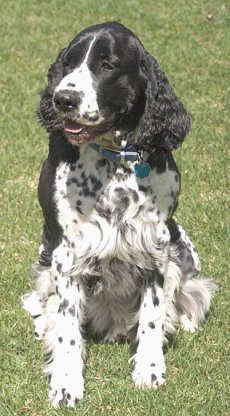 English Springer Spaniel Dogs For Sale