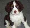 English Springer Spaniel Dogs For Sale