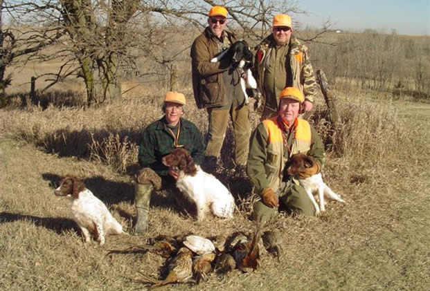 English Springer Spaniel Hunting