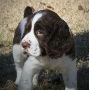 English Springer Spaniel Hunting