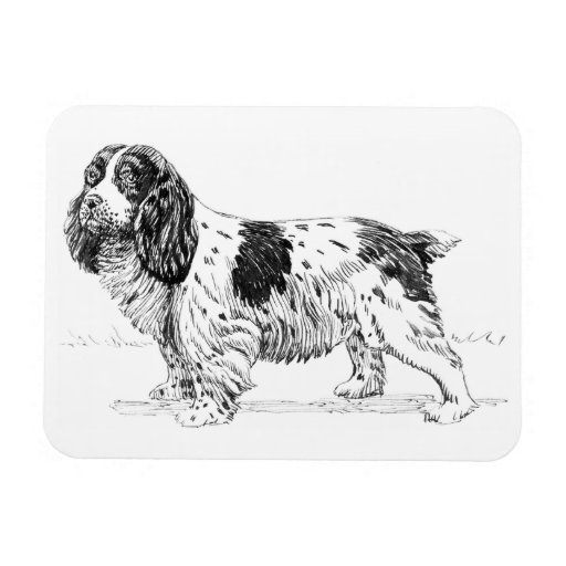 English Springer Spaniel Hunting Breeders