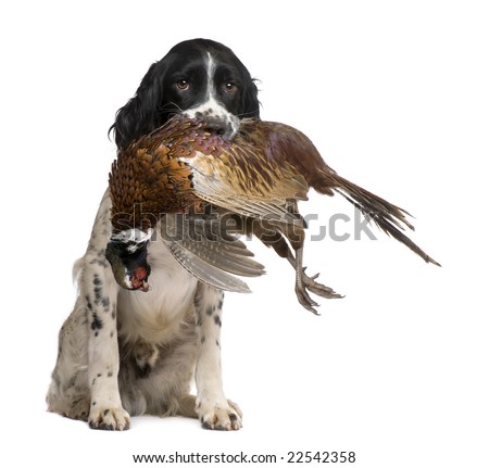 English Springer Spaniel Hunting Breeders