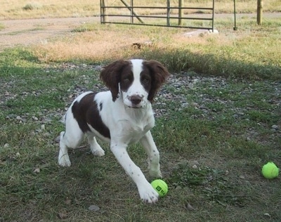 English Springer Spaniel Hunting Dogs