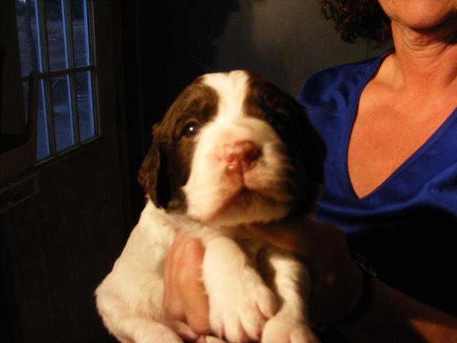 English Springer Spaniel Hunting Dogs For Sale