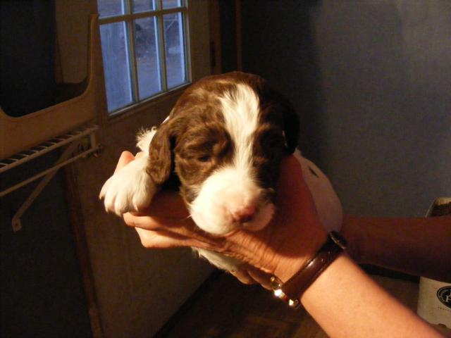 English Springer Spaniel Hunting Dogs For Sale