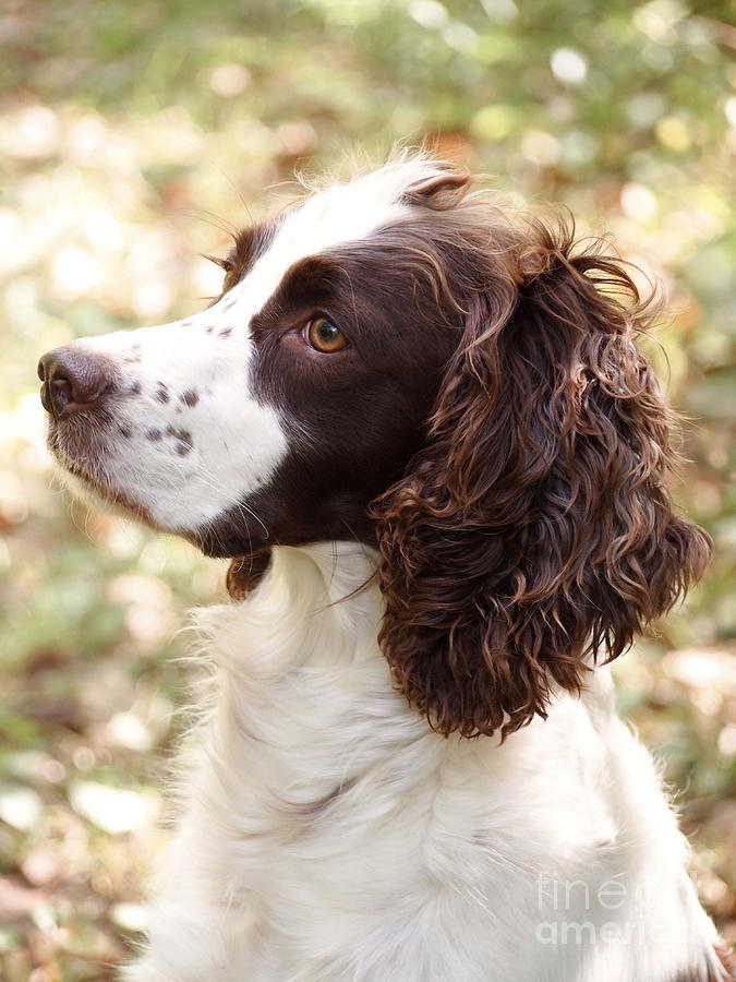 English Springer Spaniel Hunting Dogs For Sale