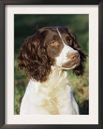 English Springer Spaniel Hunting Prints