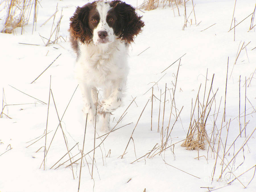 English Springer Spaniel Hunting Prints