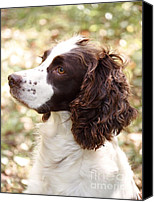 English Springer Spaniel Hunting Prints