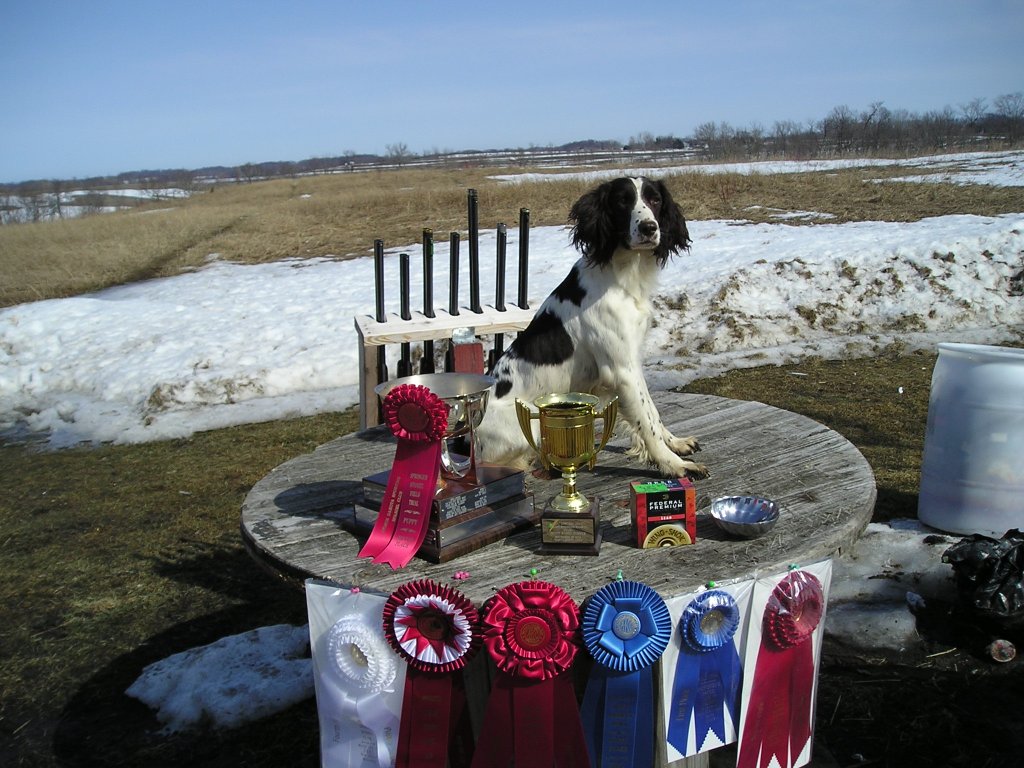 English Springer Spaniel Hunting Puppies