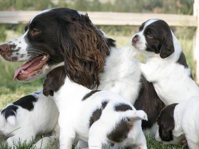 English Springer Spaniel Hunting Puppies