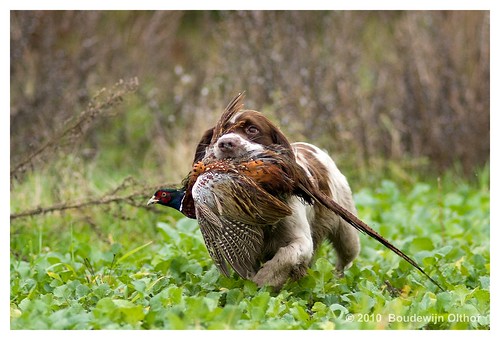 English Springer Spaniel Hunting Puppies