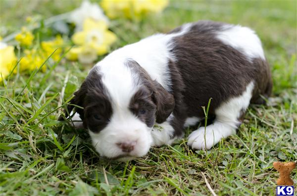 English Springer Spaniel Liver And White