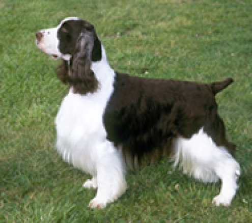 English Springer Spaniel Liver And White