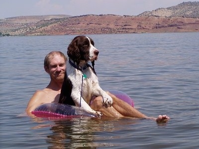 English Springer Spaniel Pictures