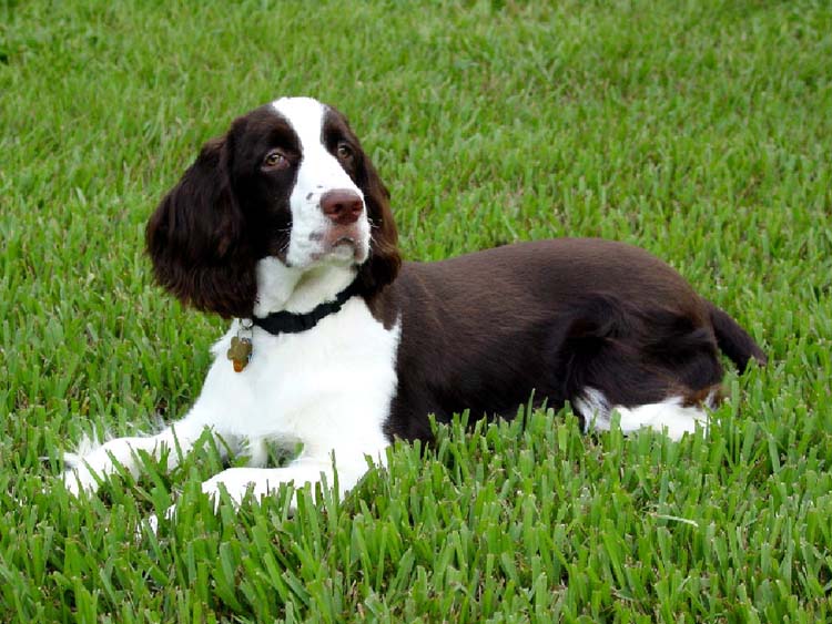 English Springer Spaniel Pictures