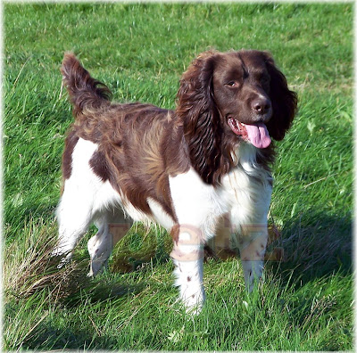 English Springer Spaniel Pictures