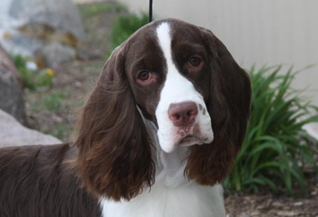 English Springer Spaniel Pictures