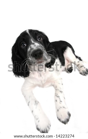 English Springer Spaniel Puppies Black And White