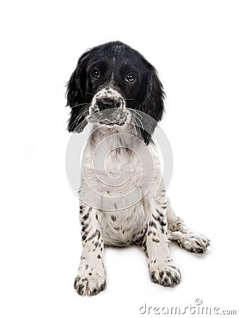 English Springer Spaniel Puppies Black And White