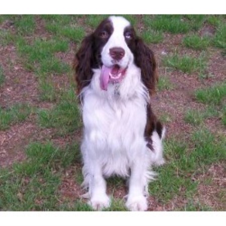 English Springer Spaniel Puppies Black And White