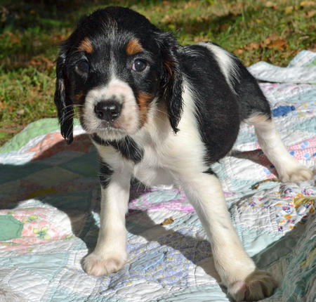 English Springer Spaniel Puppies Black And White