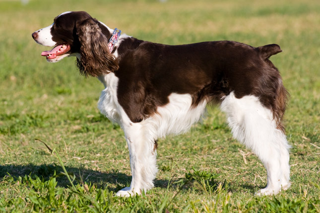 English Springer Spaniel Puppies Black And White