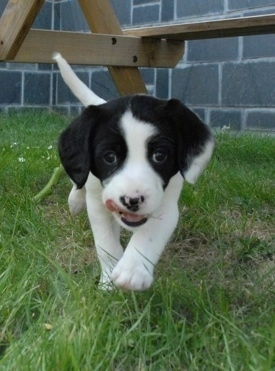 English Springer Spaniel Puppies For Sale