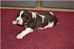 English Springer Spaniel Puppies For Sale In Md