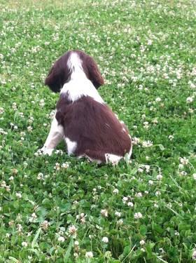 English Springer Spaniel Puppies For Sale In Michigan