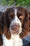 English Springer Spaniel Puppies For Sale In Michigan