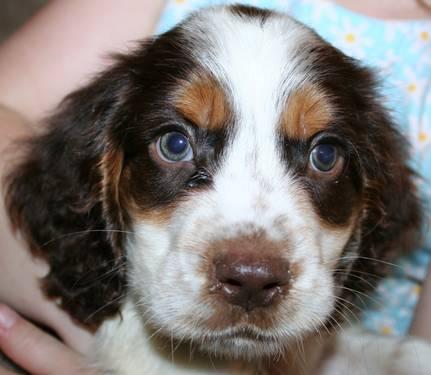 English Springer Spaniel Puppies For Sale In Michigan