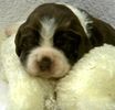 English Springer Spaniel Puppies For Sale In Ohio