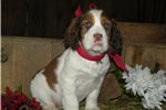 English Springer Spaniel Puppies For Sale In Ohio