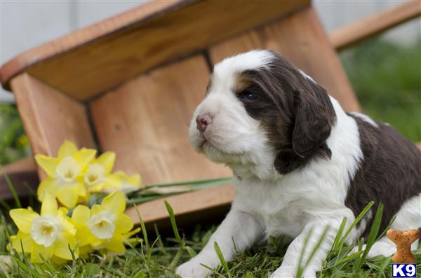 English Springer Spaniel Puppies For Sale In Ohio