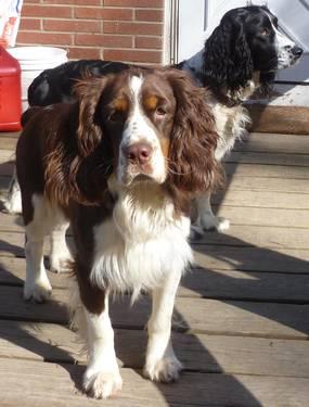 English Springer Spaniel Puppies For Sale In Ohio