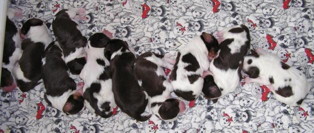 English Springer Spaniel Puppies For Sale In Pa