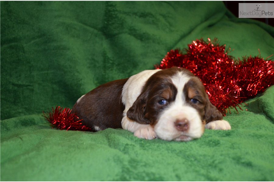 English Springer Spaniel Puppies For Sale In Sc