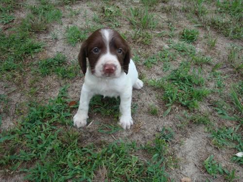 English Springer Spaniel Puppies For Sale In Vermont