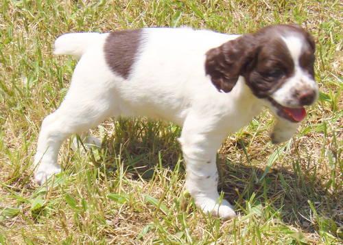 English Springer Spaniel Puppies For Sale In Vermont