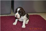 English Springer Spaniel Puppies For Sale In Vermont