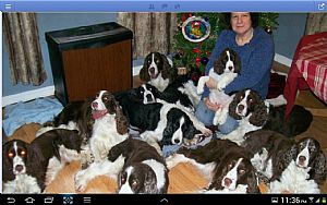 English Springer Spaniel Puppies For Sale Ny