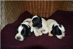 English Springer Spaniel Puppies Mn