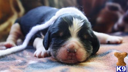 English Springer Spaniel Puppies Wisconsin