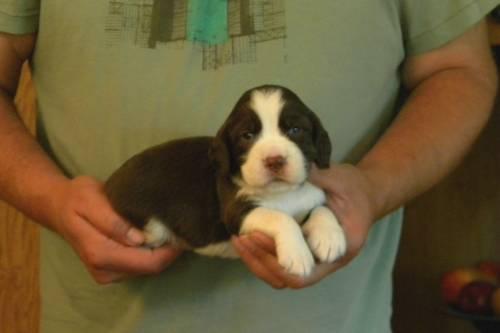 English Springer Spaniel Puppies Wisconsin