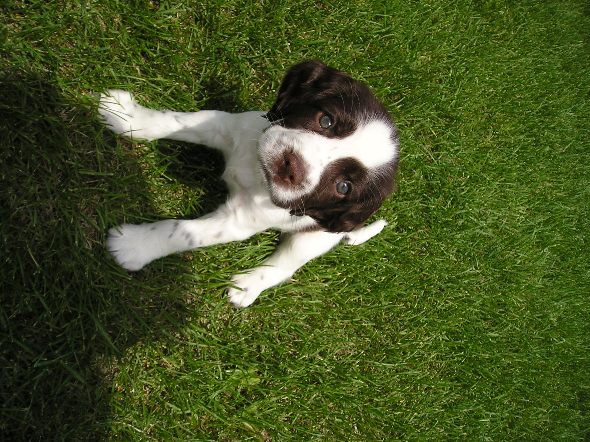 English Springer Spaniel Pups