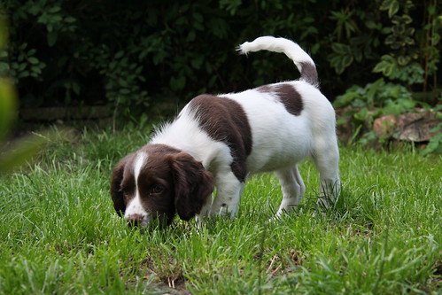 English Springer Spaniel Pups