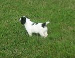 English Springer Spaniel Pups For Sale Uk